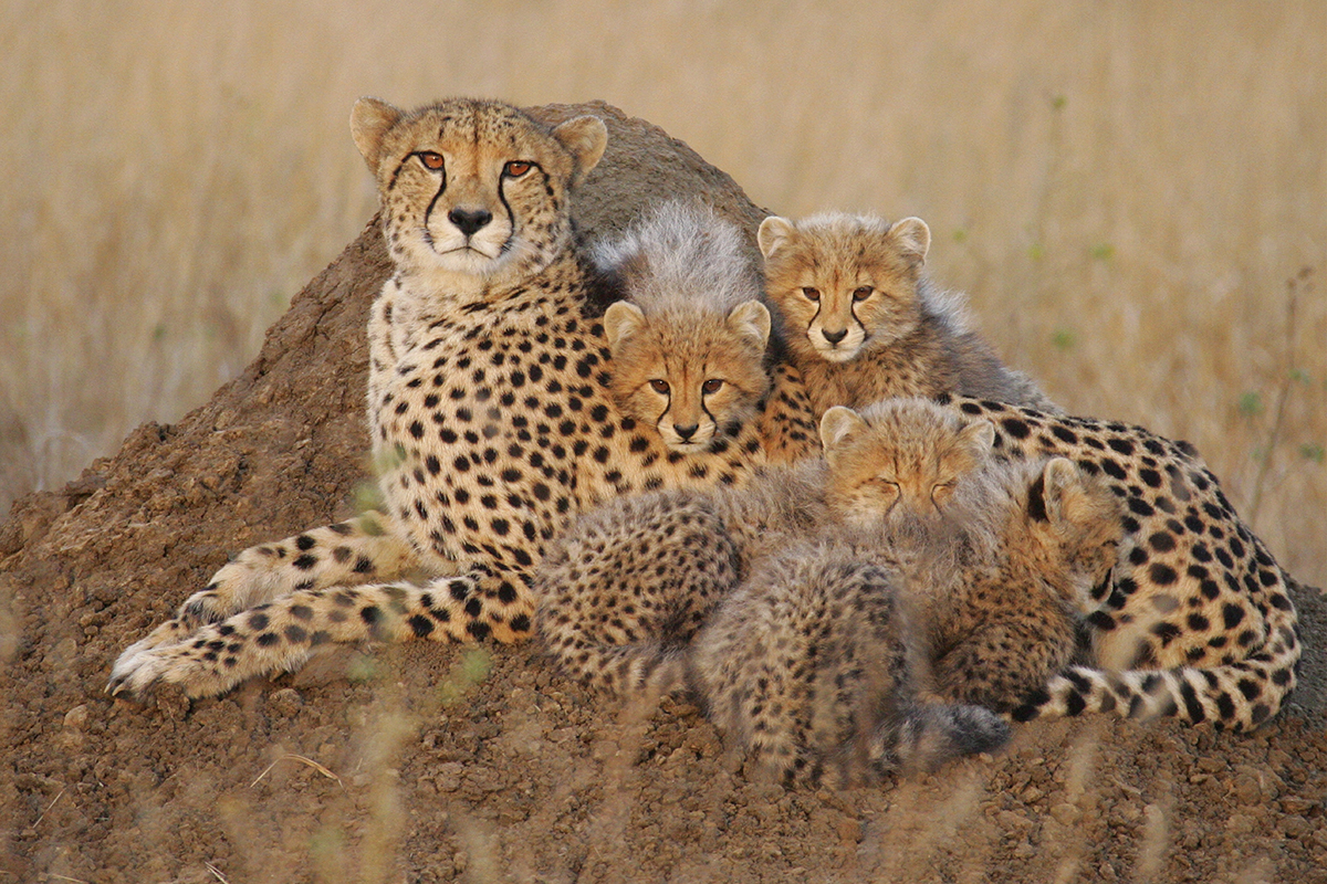 Golestan National Park