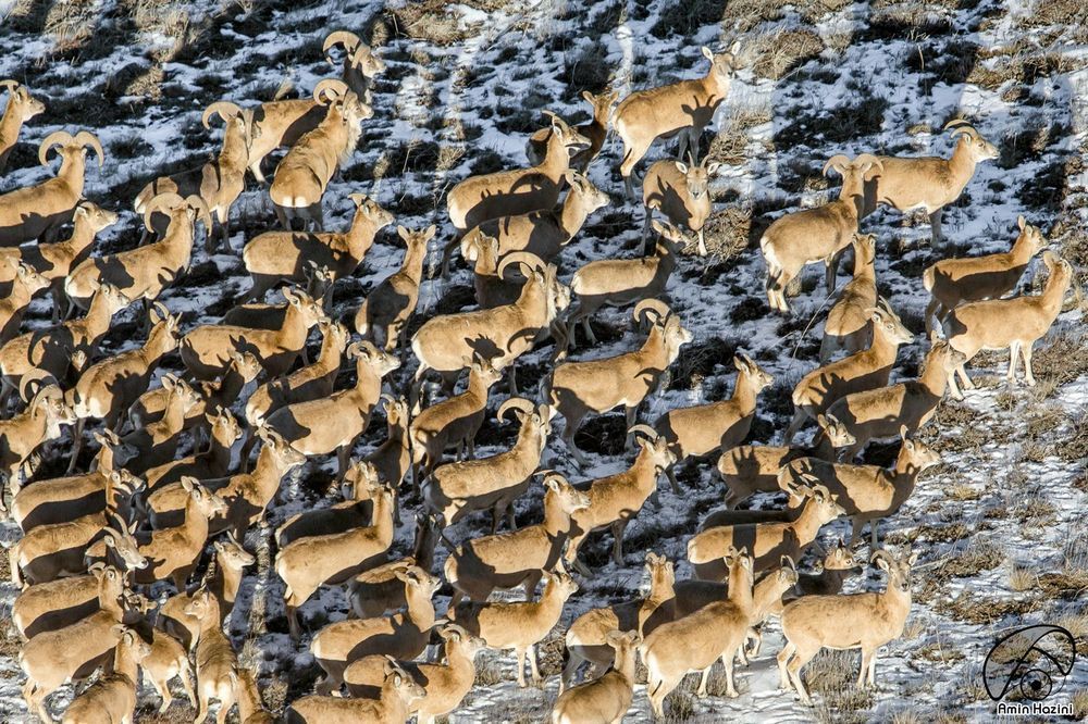 Golestan National Park