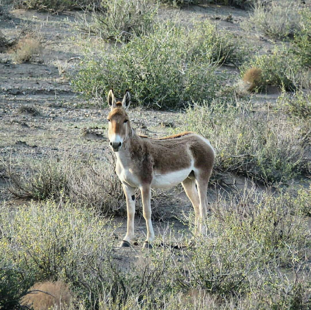 Touran Biosphere Reserve