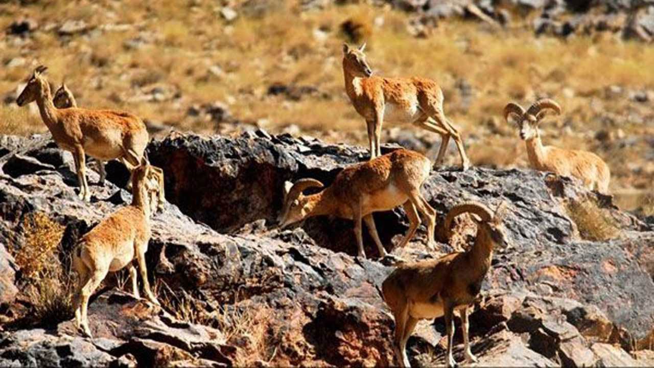 Touran Biosphere Reserve