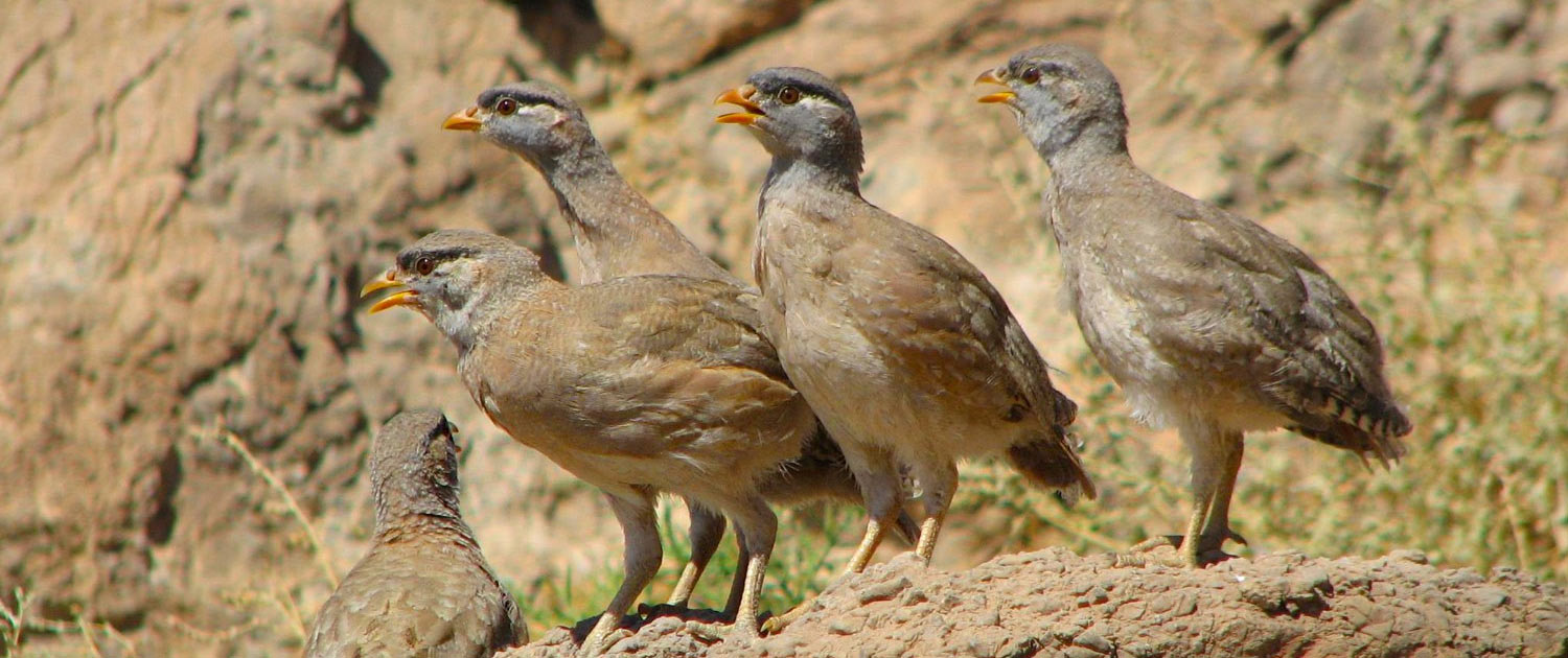 Iran Birdwatching