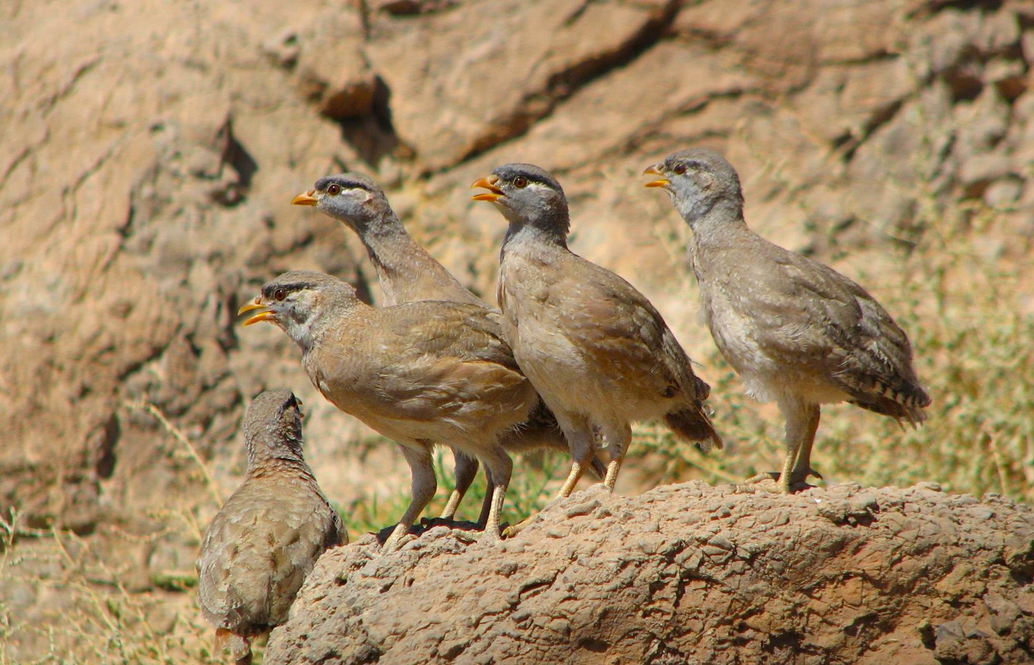 Touran Biosphere Reserve