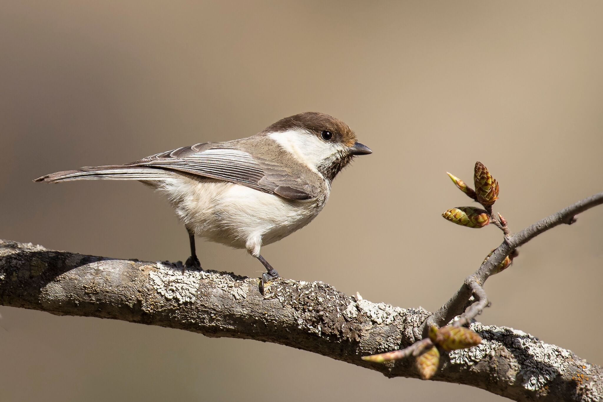 Iran Birdwatching