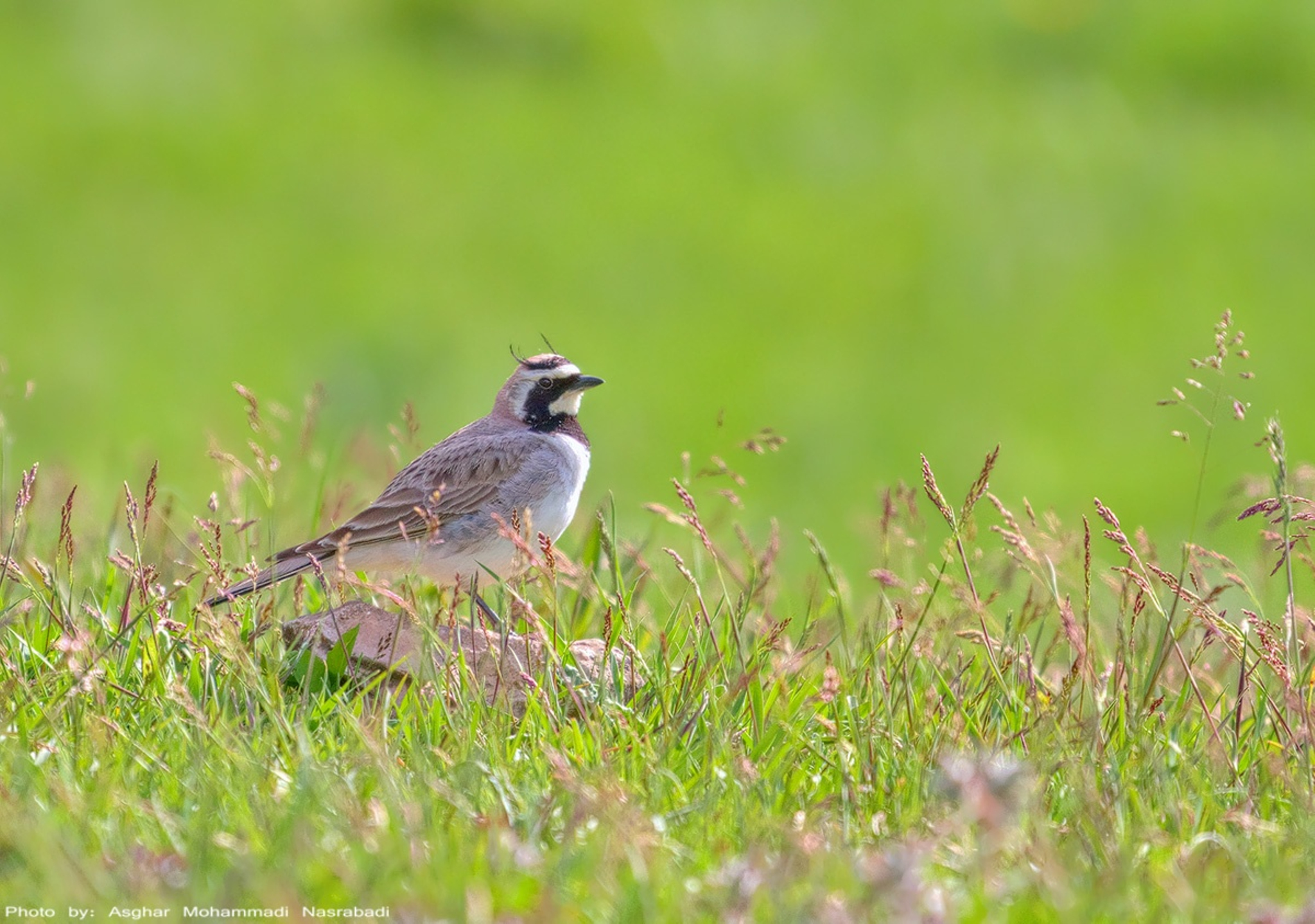 Iran Birdwatching