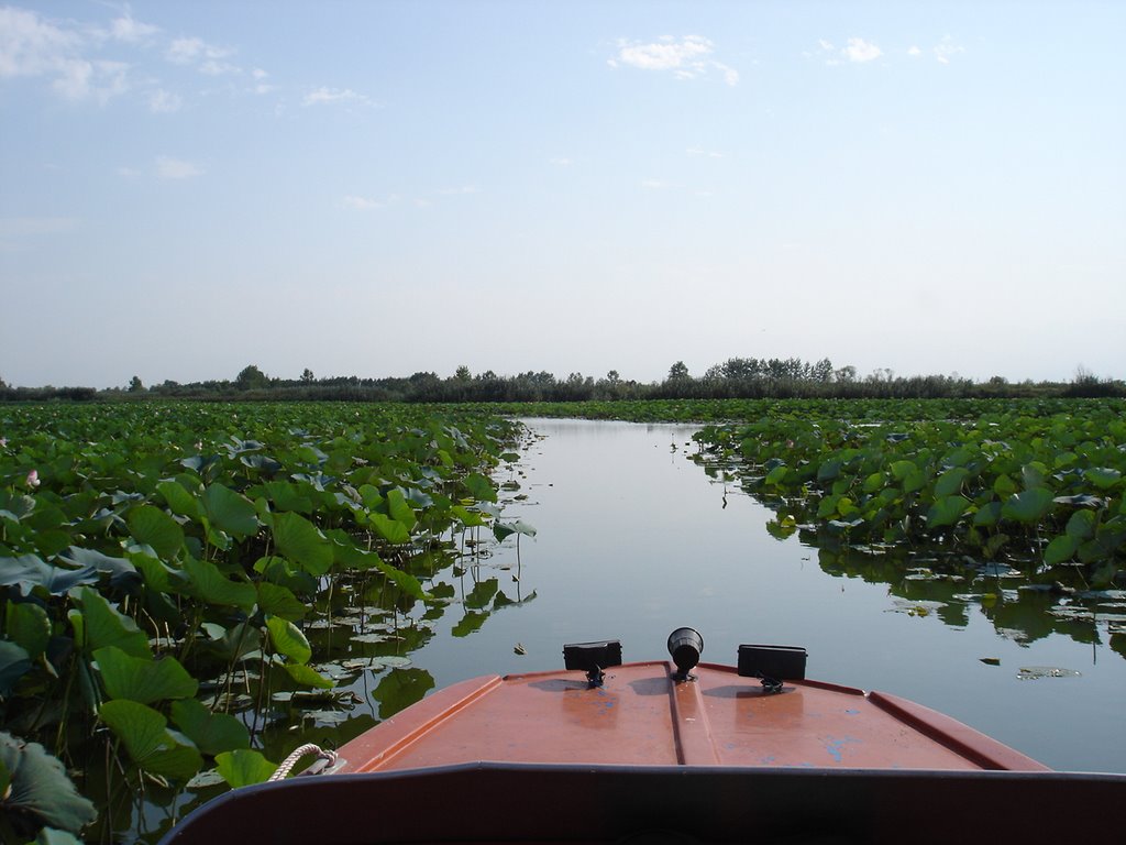 Anzali Lagoon with an area of about 20 thousand hectares in the north of Ir