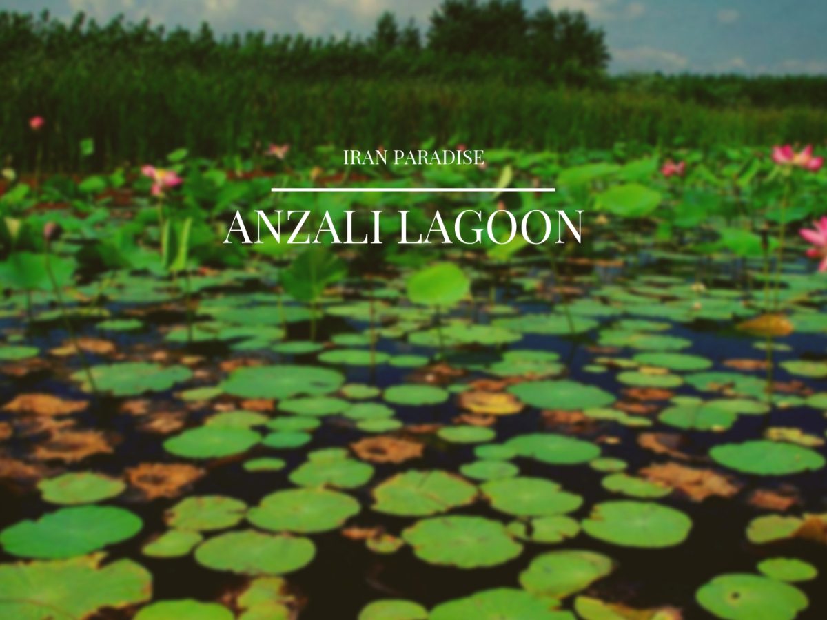 Anzali Lagoon