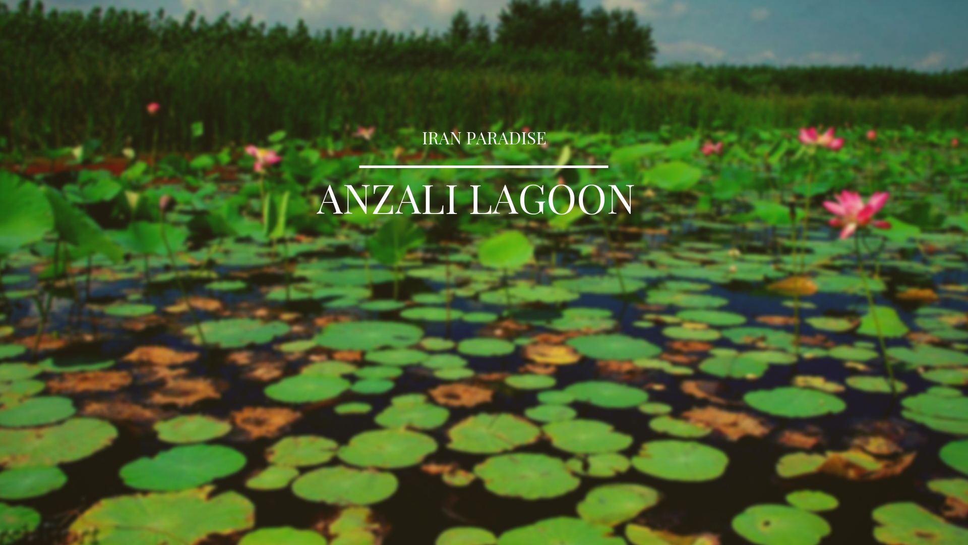 Anzali Lagoon with an area of about 20 thousand hectares in the north of Ir