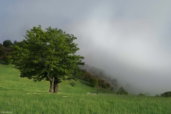Jangal-e Abr (Cloud Forest)