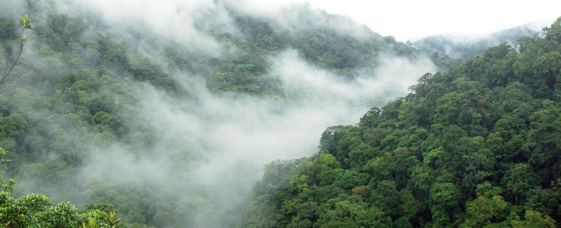 Jangal-e Abr (Cloud Forest)