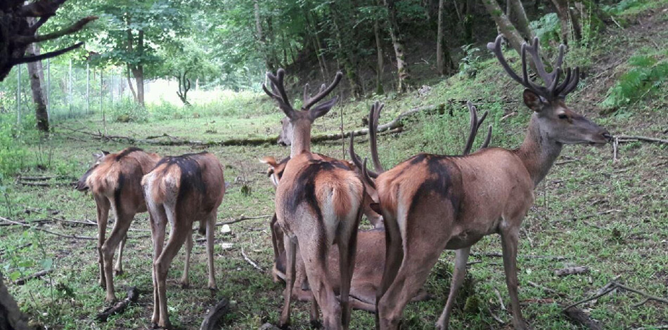 chaldarreh-forest-park