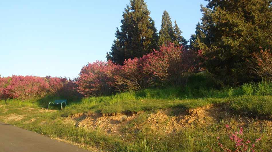 forest-park-tehran