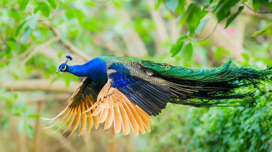 Isfahan-Bird-Garden