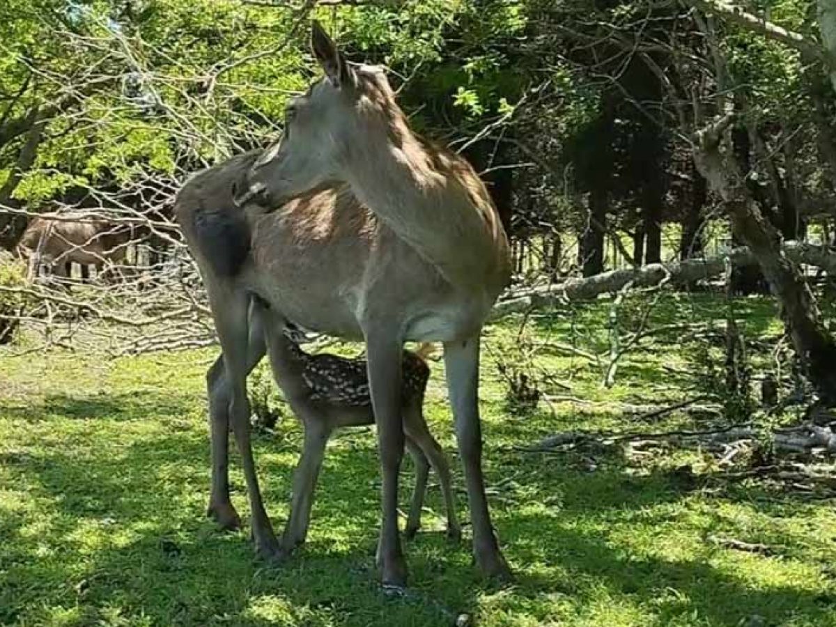 Sardar-e-Jangal-Forest-Astara