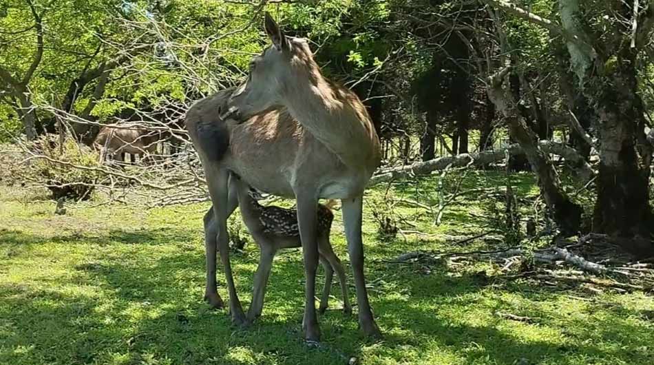 Sardar-e-Jangal-Forest-Astara