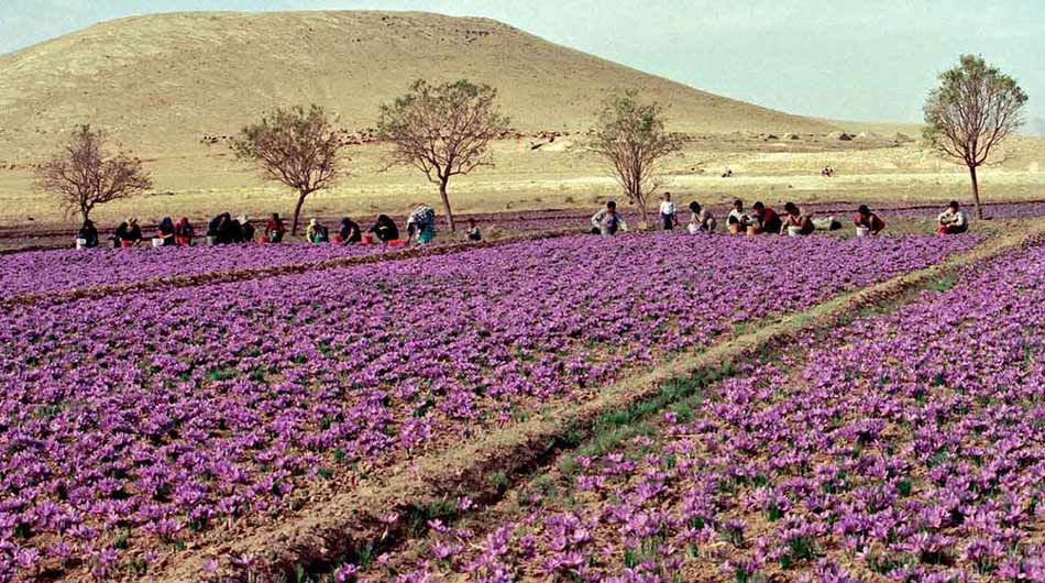 Saffron-Cultivation